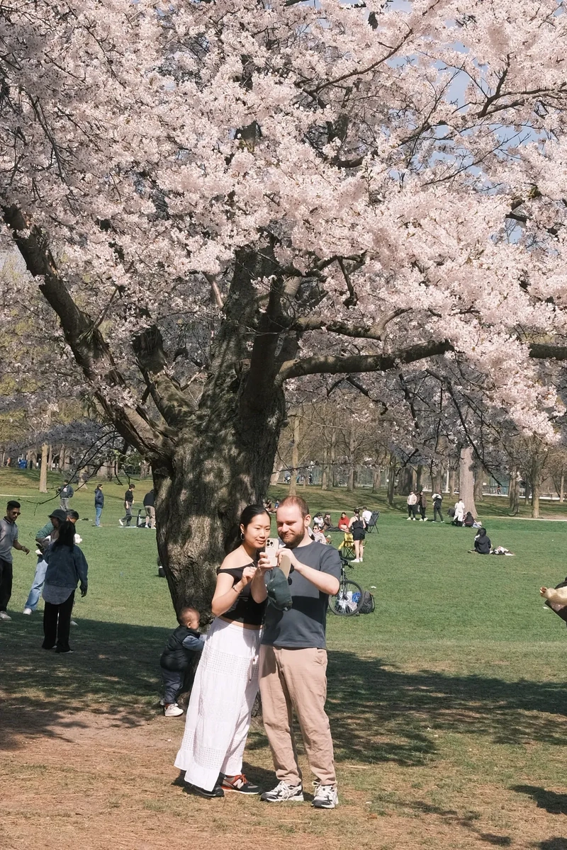 Toronto cherry blossoms
