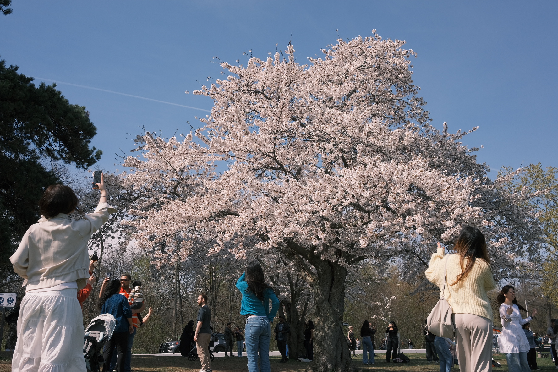 Toronto cherry blossoms