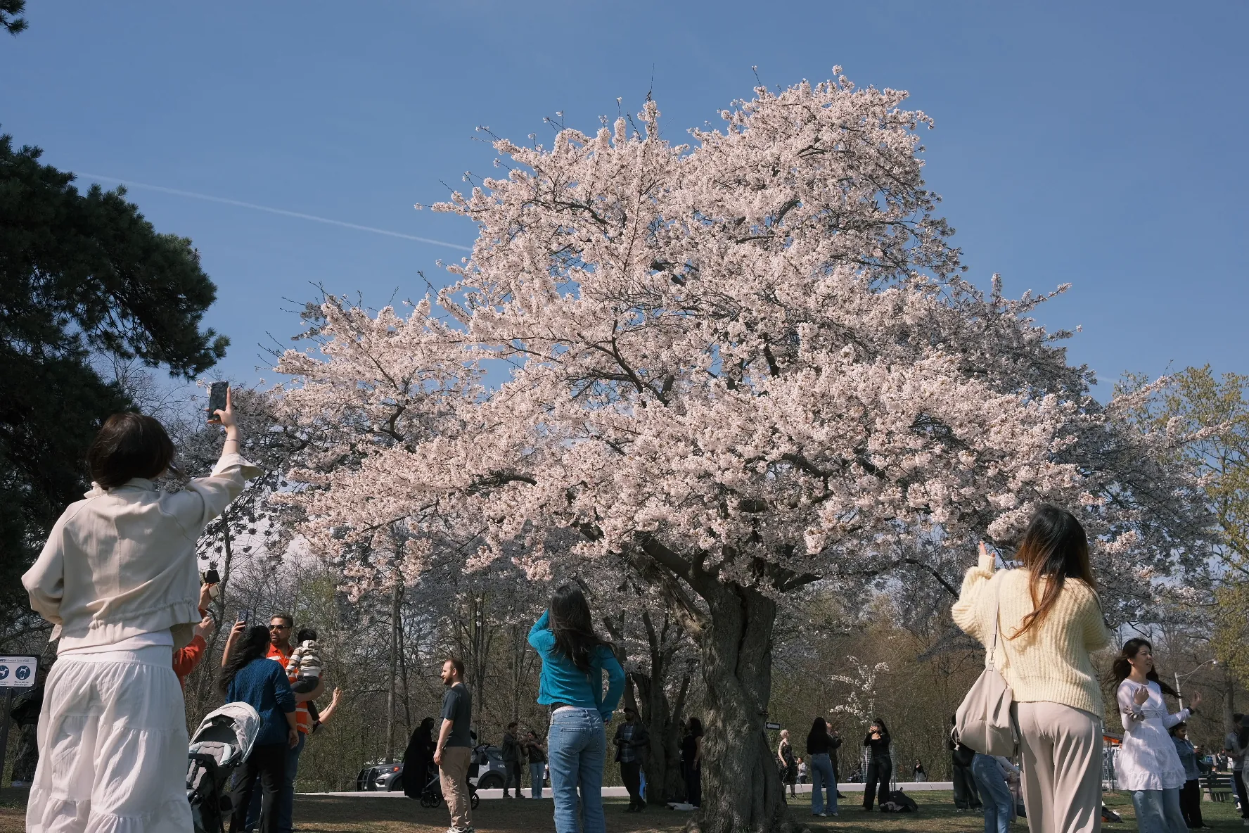 Toronto cherry blossoms
