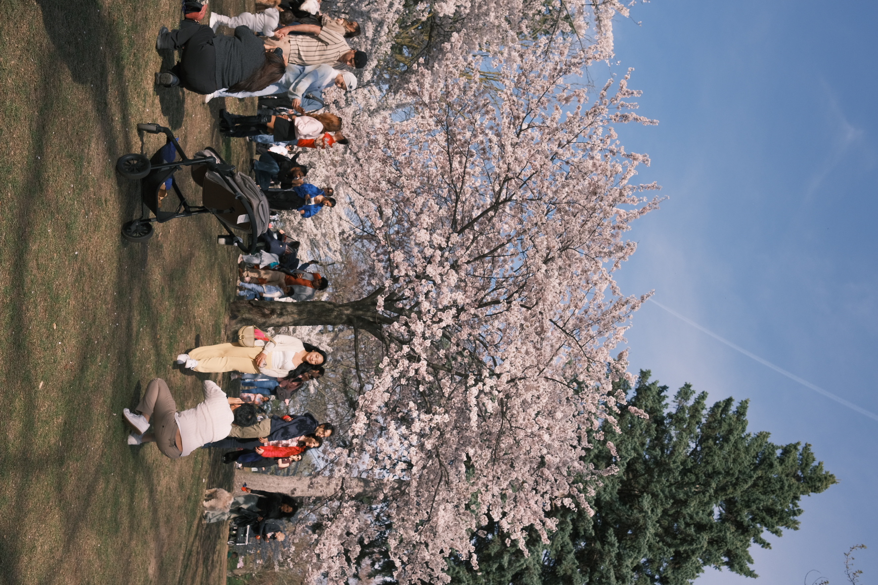 Toronto cherry blossoms