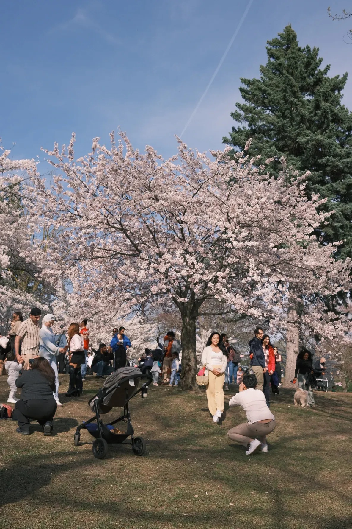 Toronto cherry blossoms